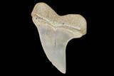 Mako Shark Tooth Fossil - Sharktooth Hill, CA #94665-1